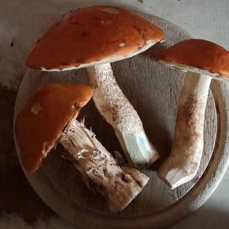 Horni Plana 게스트하우스 외부 사진