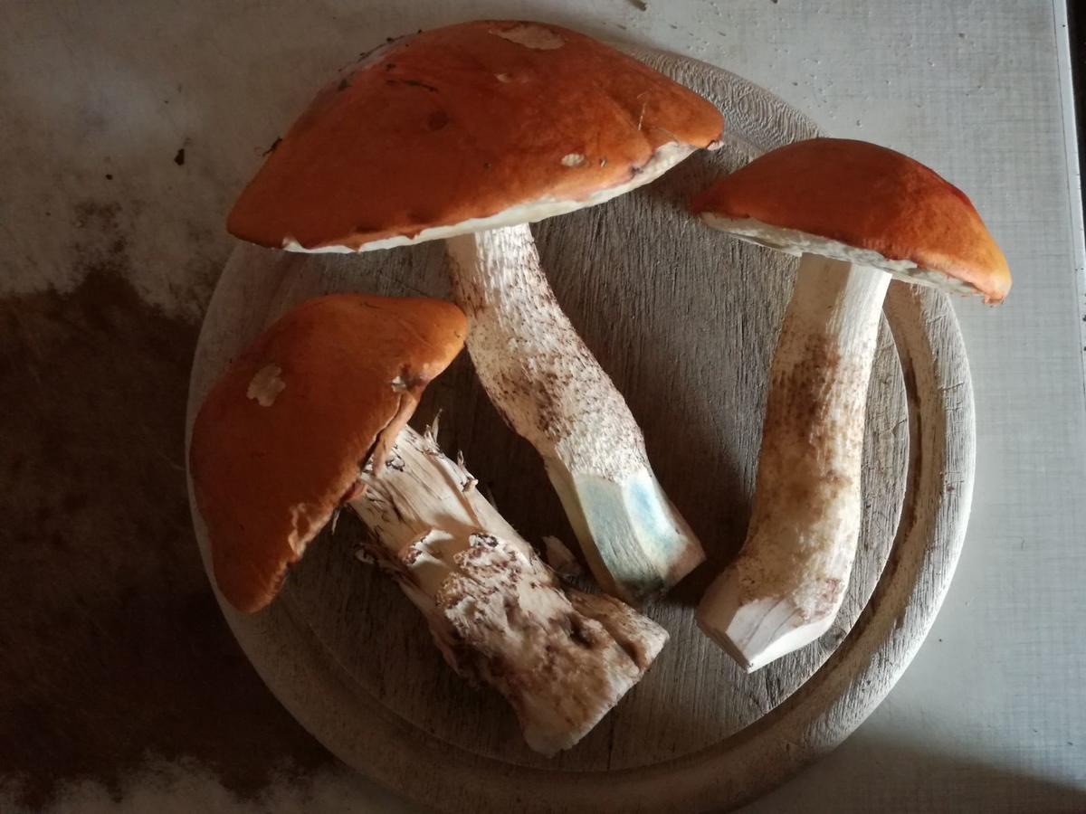 Horni Plana 게스트하우스 외부 사진